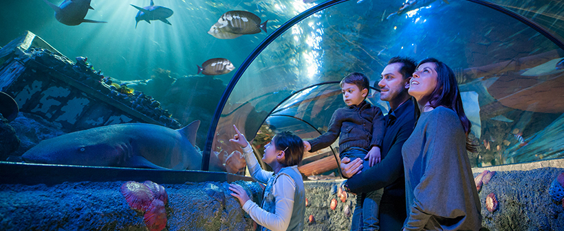 Zabavni park Gardaland i Sea Life akvarij - Kuponko.si
