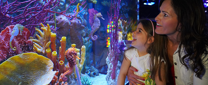 Zabavni park Gardaland i Sea Life akvarij - Kuponko.si