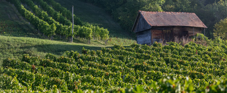 Turistička farma Marof, posjet vinskom podrumu - Kuponko.si