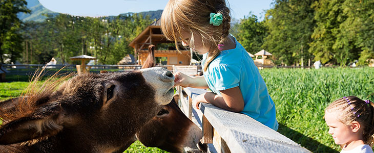 Eko Resort kupon, Velika Planina, wellness odmor - Kuponko.si