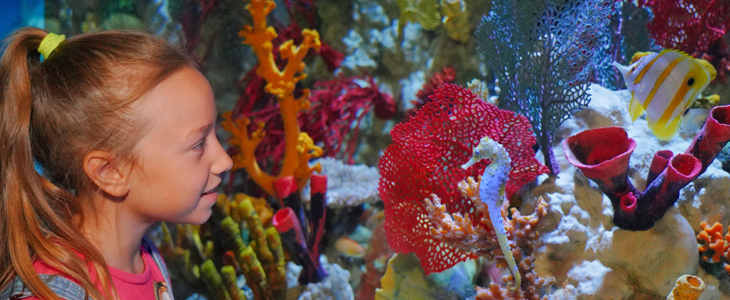 Zabavni park Gardaland: ulaznica - Kuponko.si