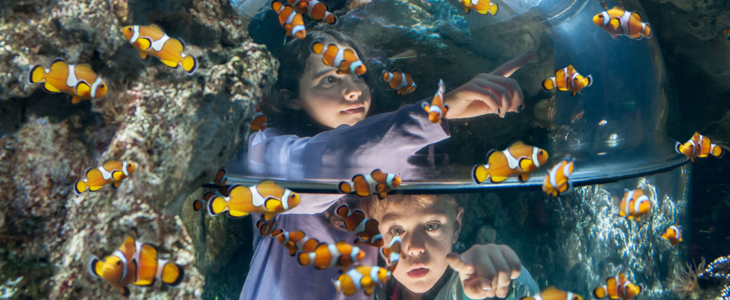 Zabavni park Gardaland: ulaznica - Kuponko.si