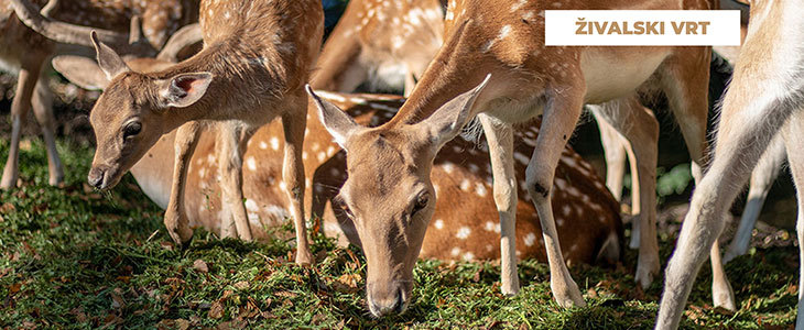 Eco Resort kupon, Velika Planina, wellness odmor - Kuponko.si