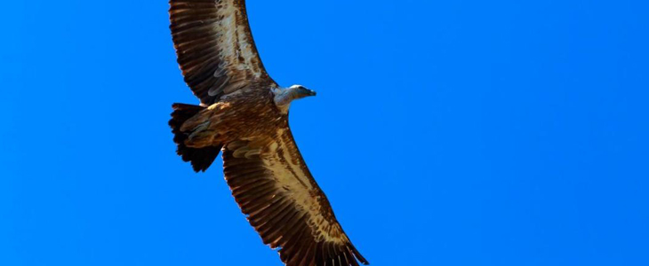 Pansion Tramontana: ručak, ulaznica za Centar Beli - Kuponko.si
